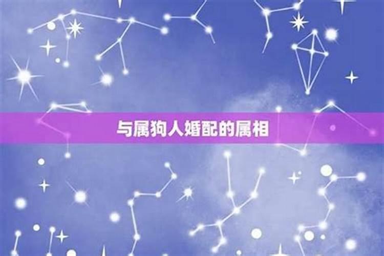 天作之合：狗属相的完美伴侣探究