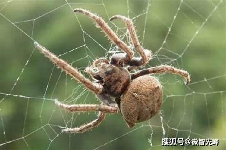 家里多蜘蛛寓意什么