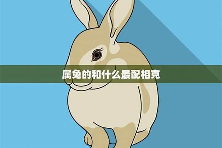 属兔的和什么属相最配、相克女？