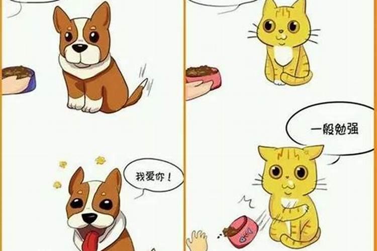 什么属相不适宜养猫和狗狗？