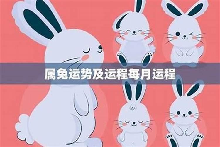 什么属相最旺兔子？