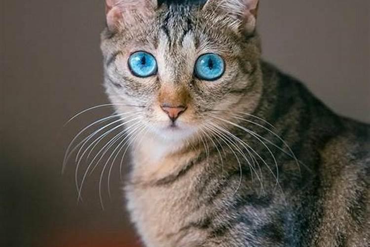 梦见猫抱着自己的腿有什么预兆？