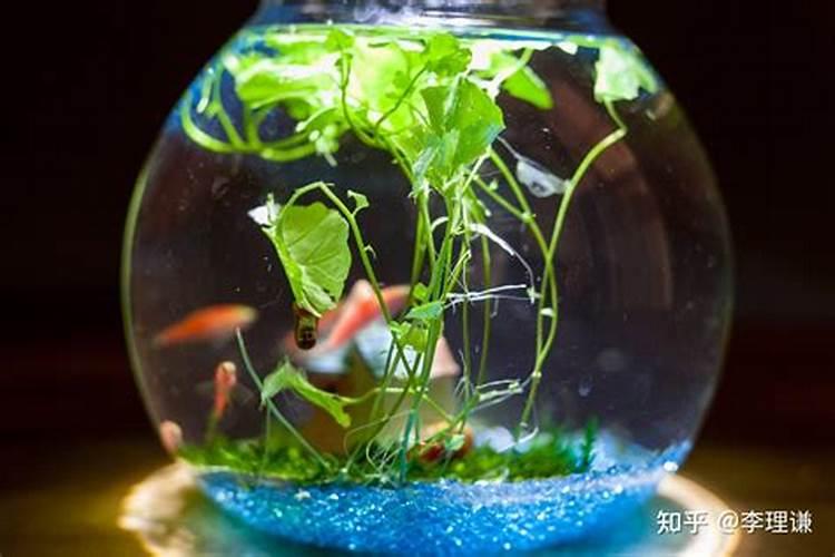 水族馆的风水秘密：鱼缸在调和家居能量中的作用