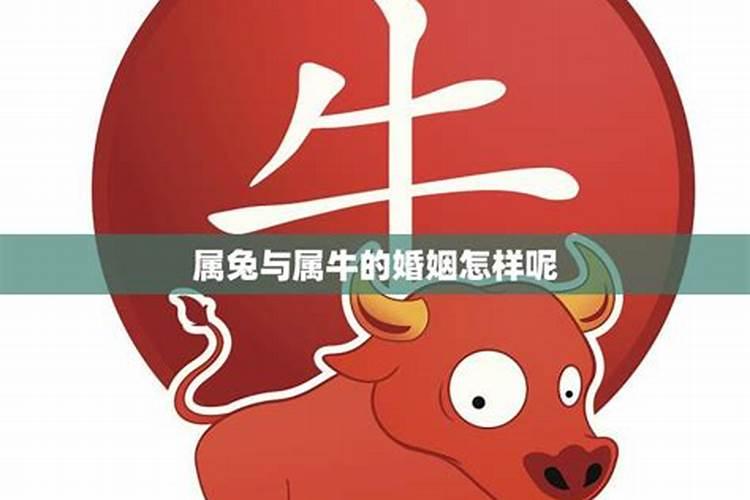 属牛与属马的天作之合：探索两个生肖的完美和谐