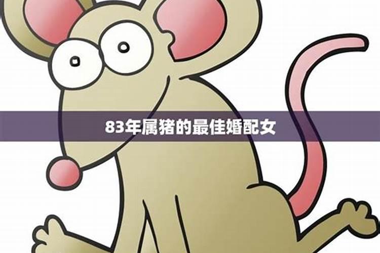 属兔人的理想伴侣：1999年出生者的婚配指南