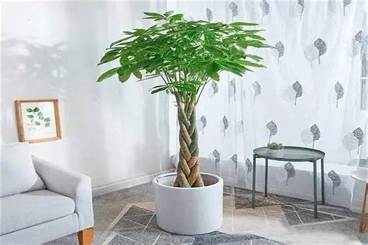 绿意盎然，财源滚滚——探讨店铺摆放植物的风水聚财之道