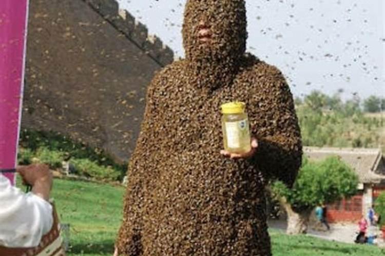 什么属相的人不宜诱蜂？