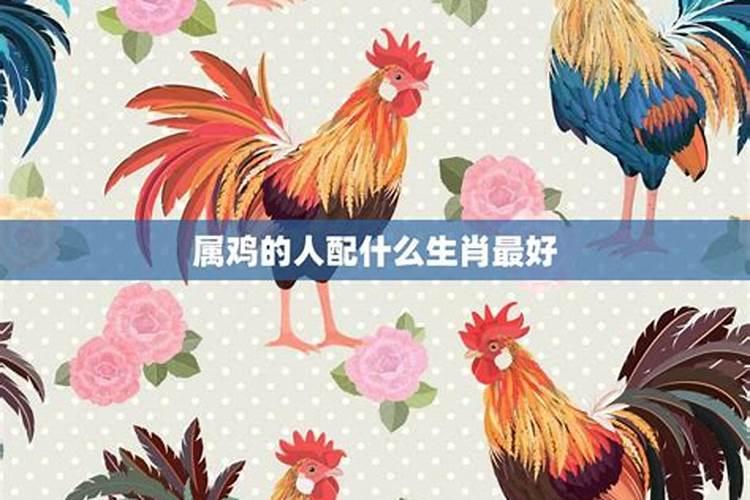 属鸡的最佳婚配是什么生肖？