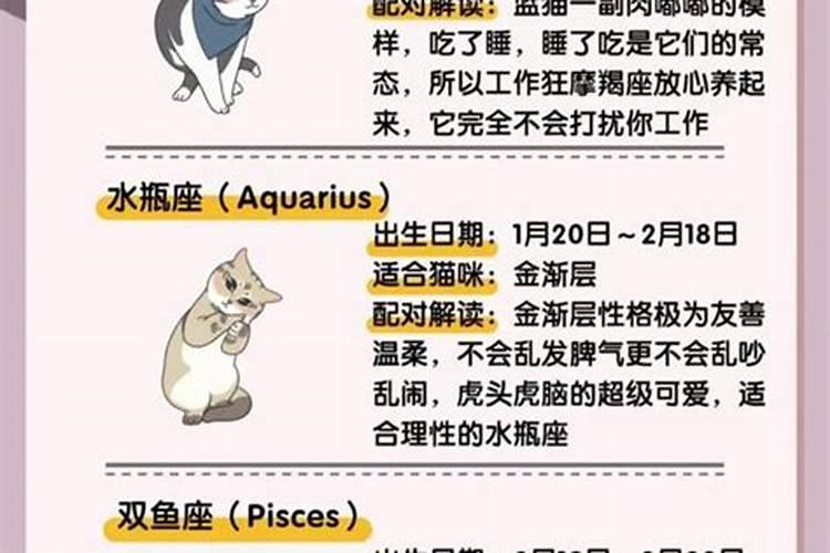 什么生肖的适合养猫？