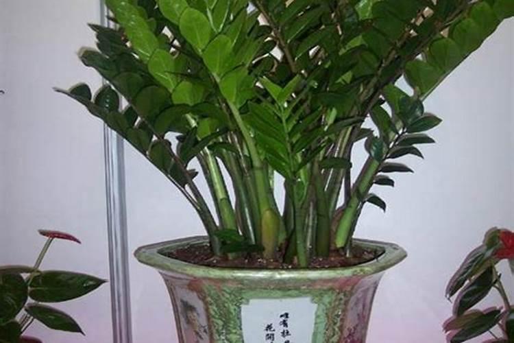最好的风水植物有哪些？
