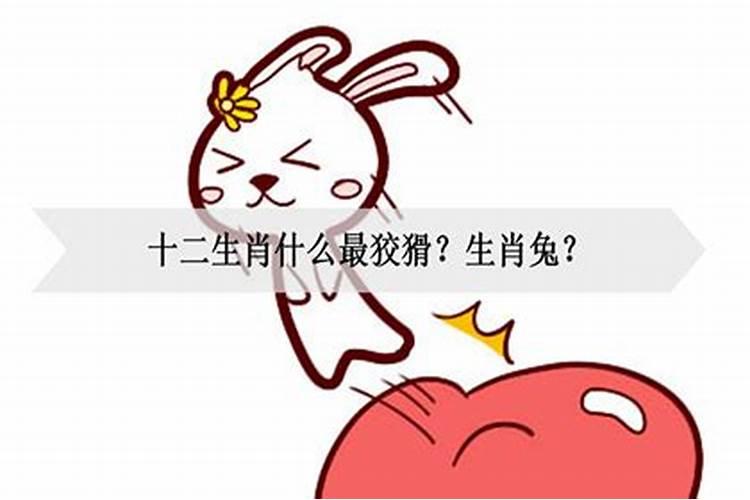 什么生肖最狡猾？