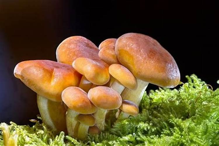 揭秘梦境：梦见采磨菇的深层含义