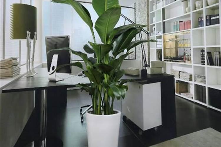 办公室植物怎么摆放风水？