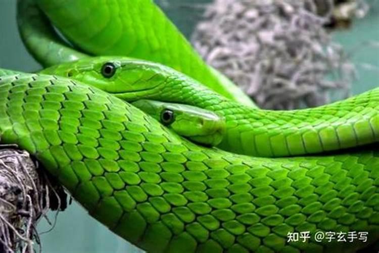 梦见蛇是什么预兆蛇在家里？