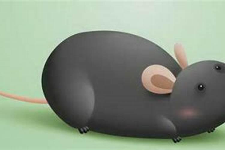 老鼠拦路有什么征兆路上有老鼠预示什么