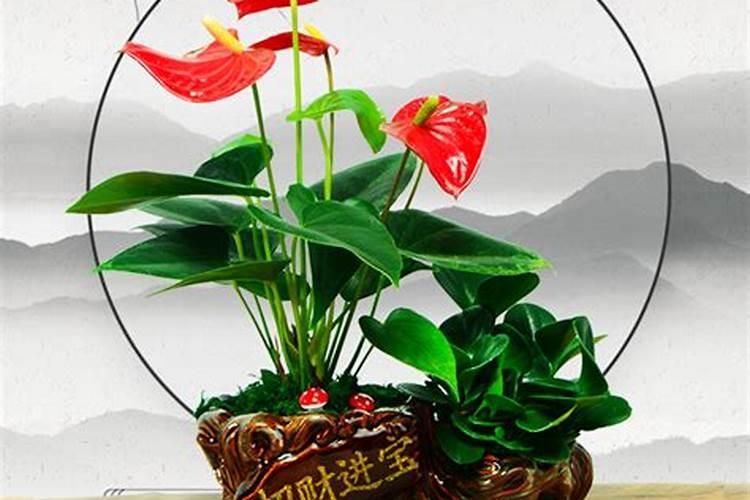 什么属相配什么盆栽好看？