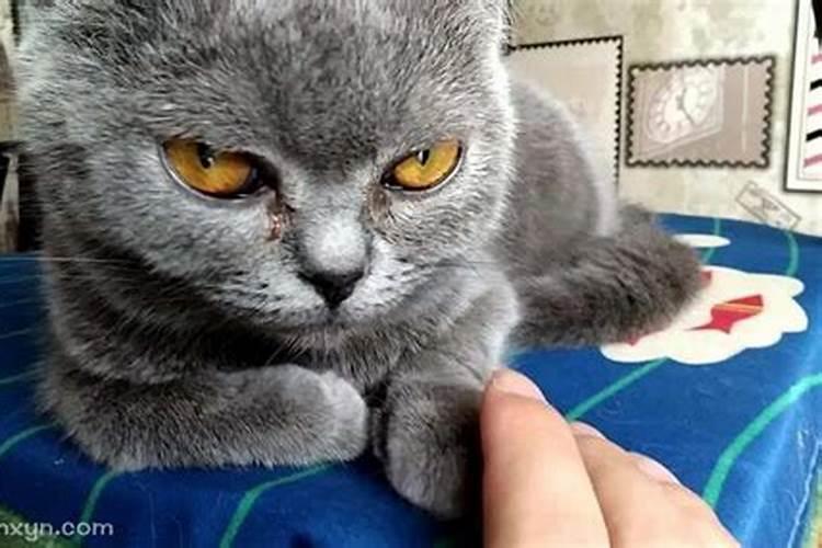 梦见猫咬我有什么预兆周公解梦？