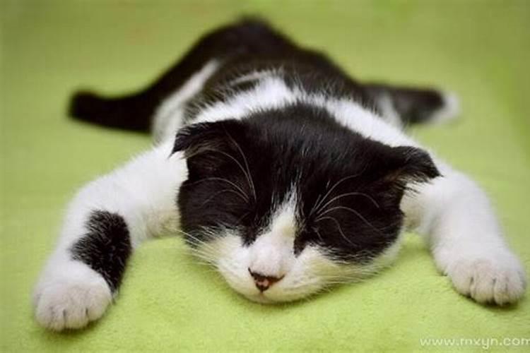 梦见死猫什么征兆周公解梦？