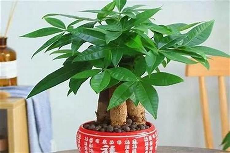 风水秘笈：揭秘厂里种什么树旺财？