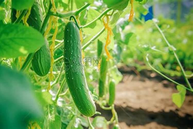 梦见蔬菜黄瓜：探索梦境中的符号与意义