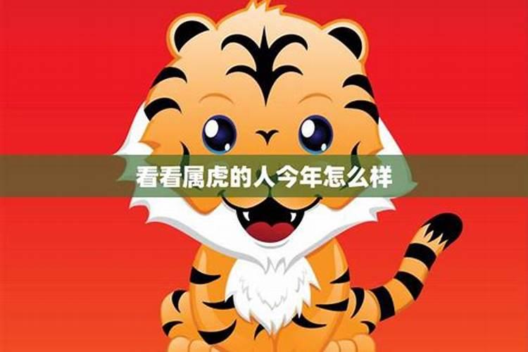 属虎人今年的运势解析：挑战与机遇并存