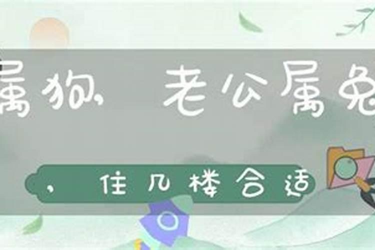 属兔适合住几楼吉利