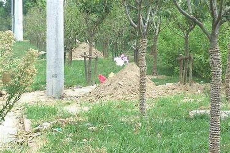 坟地树木遭砍伐，家庭健康受影响：风水学视角下的应对之道