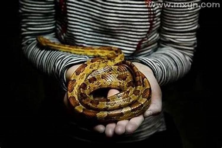 缠绕梦境：解析梦见多条蛇缠身的深层含义？