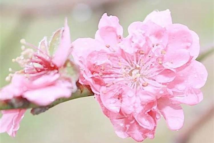 女人桃花运旺好不好桃花劫喜忧参半