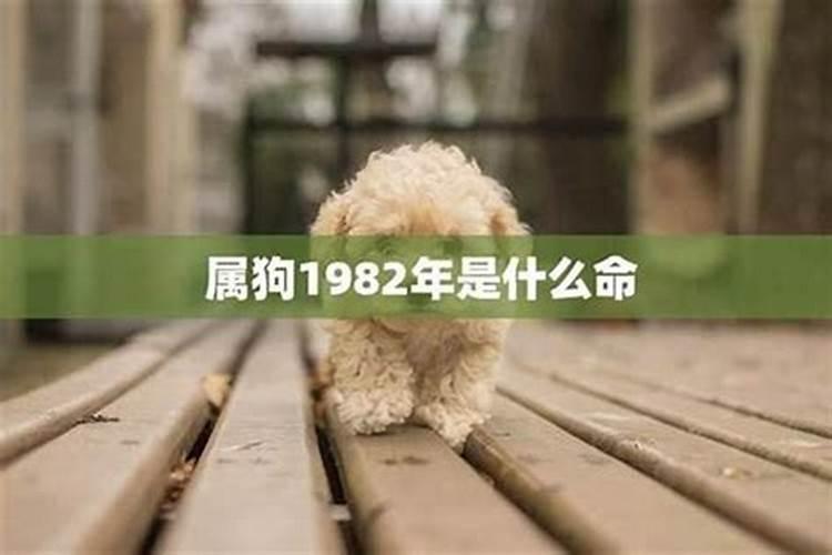 1982年出生是什么命