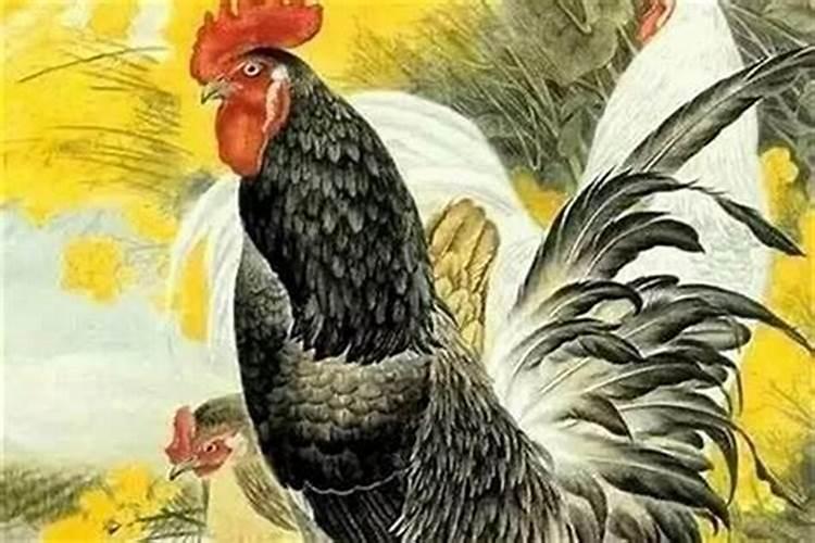 81年属鸡是什么命缺什么