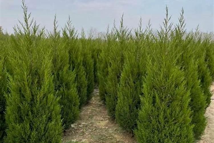 刺柏树与坟墓：风水学视角下的探讨