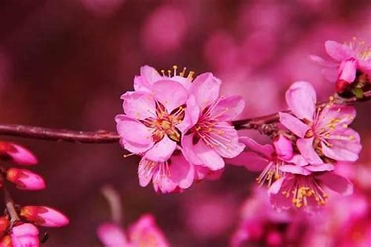 揭秘命理学：招来桃花运的花招