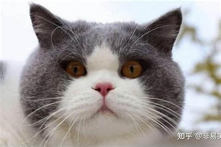 命理学视角下的黑猫预兆？