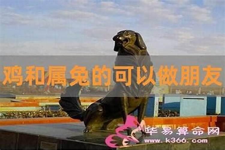 属鸡的和属兔的合适在一起吗？