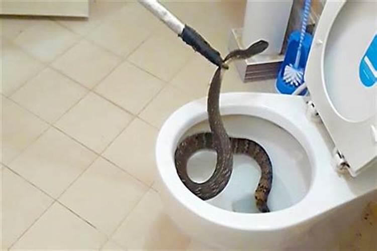 梦见大蟒蛇进屋必出贵人