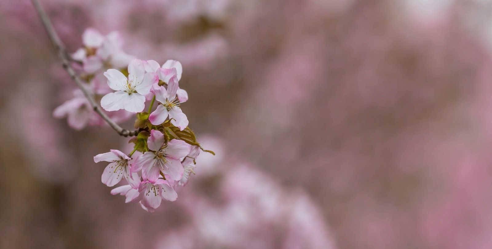 梦见杀猪见血是什么意思？