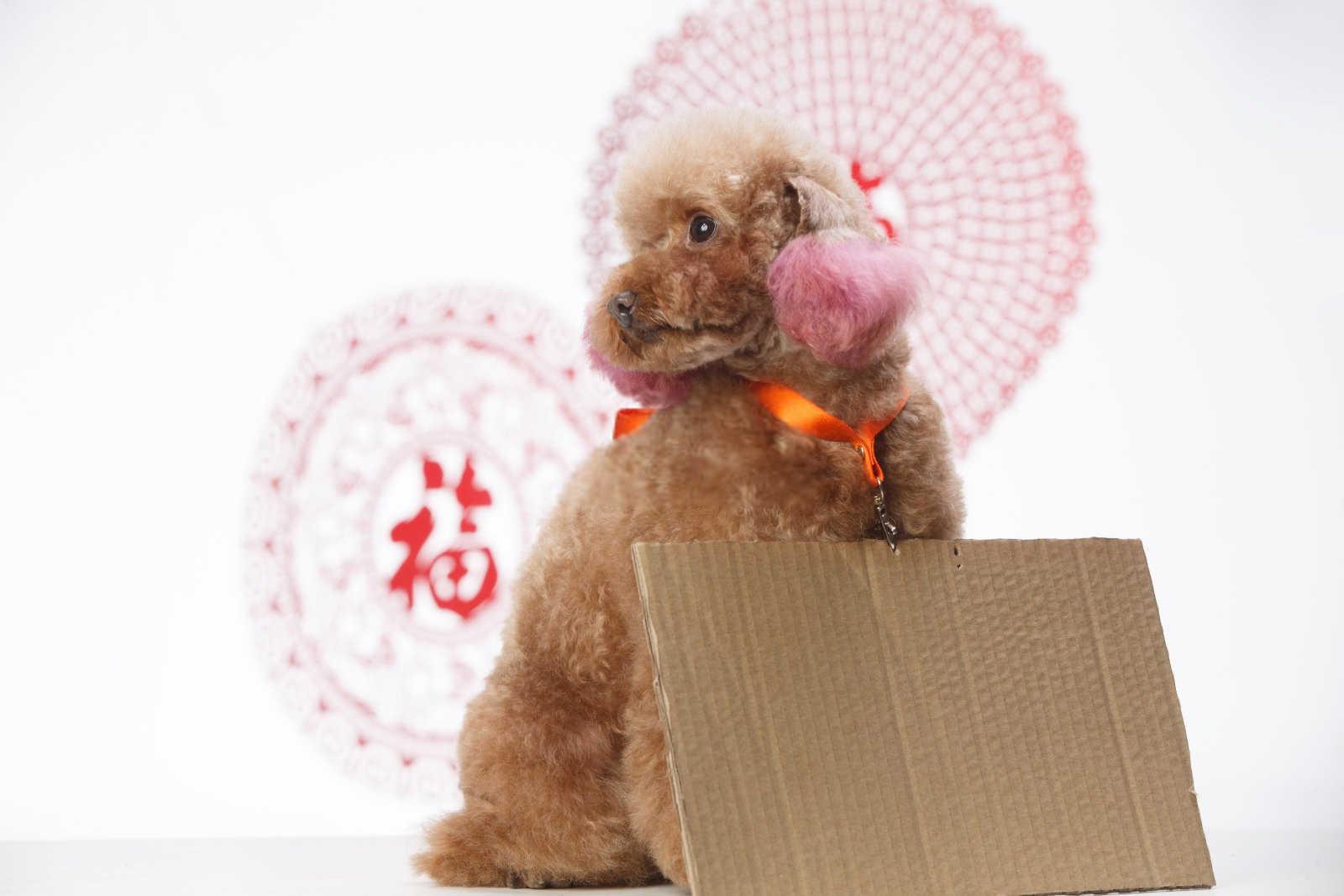 属虎者慎行：揭秘生肖虎的忌讳方向